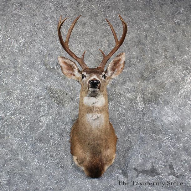 Blacktail Deer Shoulder Mount #11577 - For Sale @ The Taxidermy Store