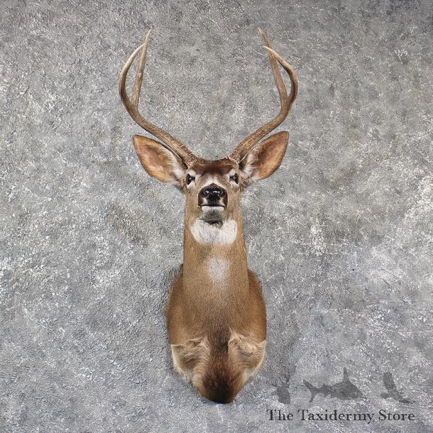 Blacktail Deer Shoulder Mount #11578 - For Sale @ The Taxidermy Store