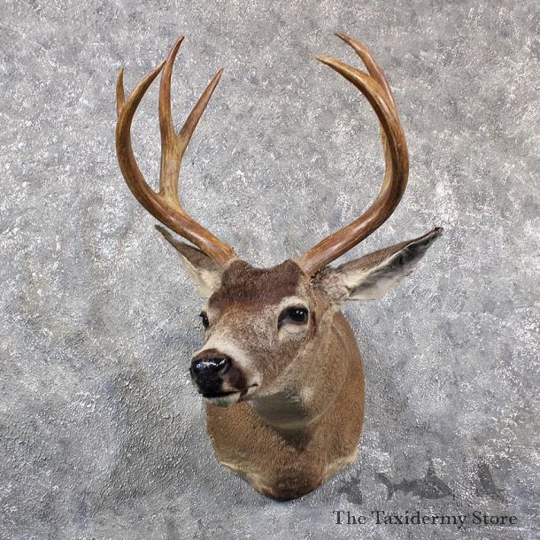Blacktail Deer Shoulder Mount #11659 For Sale @ The Taxidermy Store