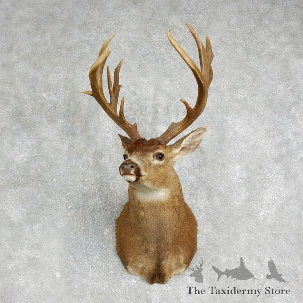 Blacktail Deer Shoulder Mount For Sale #17648 @ The Taxidermy Store