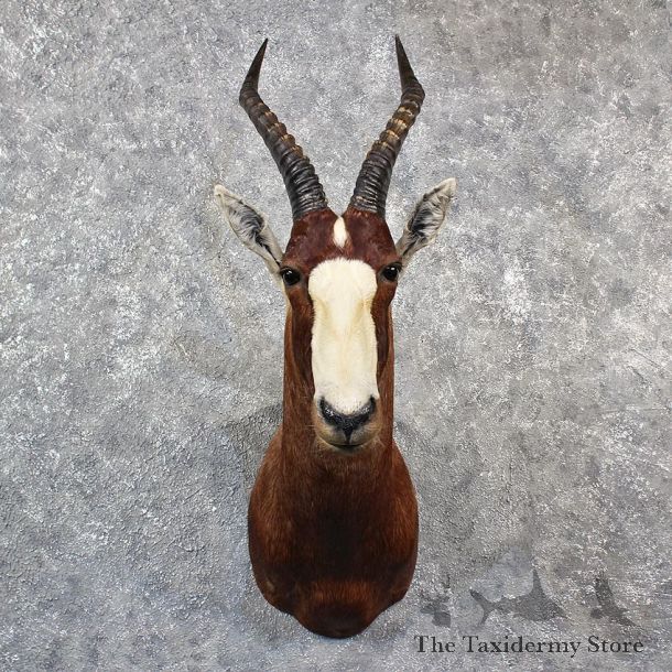 African Blesbok Shoulder #11536 - For Sale - The Taxidermy Store