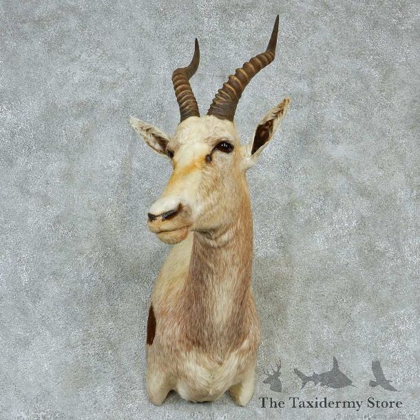 African Blesbok Shoulder Taxidermy Mount #13226 For Sale @ The Taxidermy Store