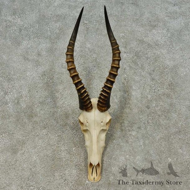 Blesbok Skull & Horn European Mount For Sale #16199 @ The Taxidermy Store