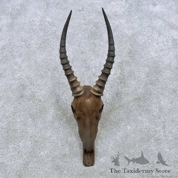 Blesbok Skull & Horn European Mount For Sale #15154 @ The Taxidermy Store