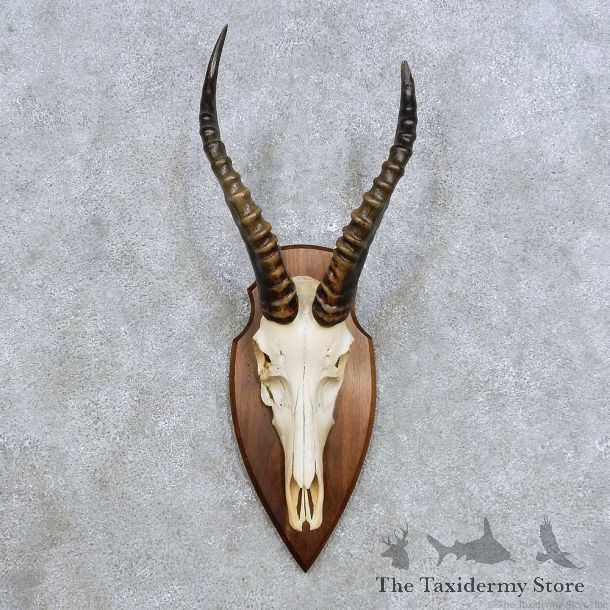 Blesbok Skull Horn European Mount For Sale #14434 @ The Taxidermy Store