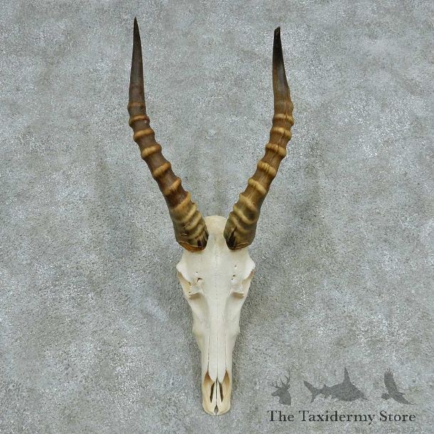 Blesbok Skull Horns European Mount #13648 For Sale @ The Taxidermy Store