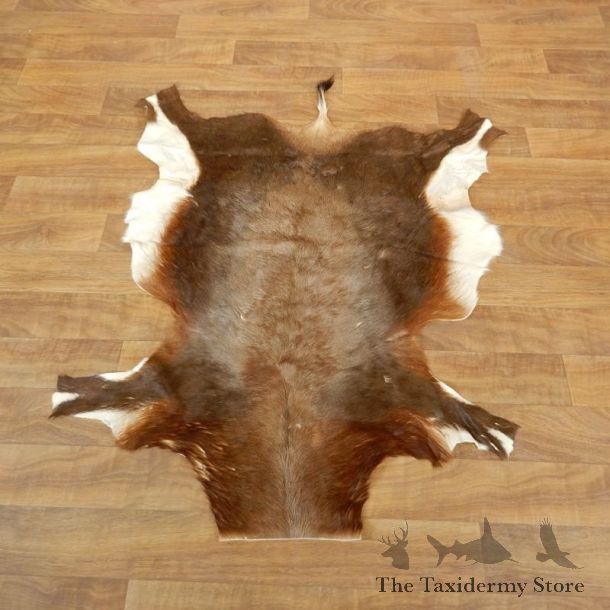 Blesbok Hide For Sale #17877 @ The Taxidermy Store