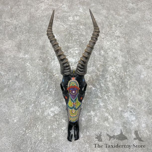 Blesbok Painted Skull With Horns For Sale #26947 @ The Taxidermy Store