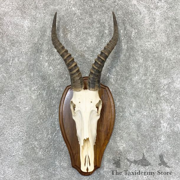Blesbok Skull & Horn European Mount For Sale #22320 @ The Taxidermy Store