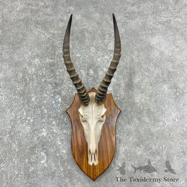 Blesbok Skull & Horn European Mount For Sale #25907 @ The Taxidermy Store