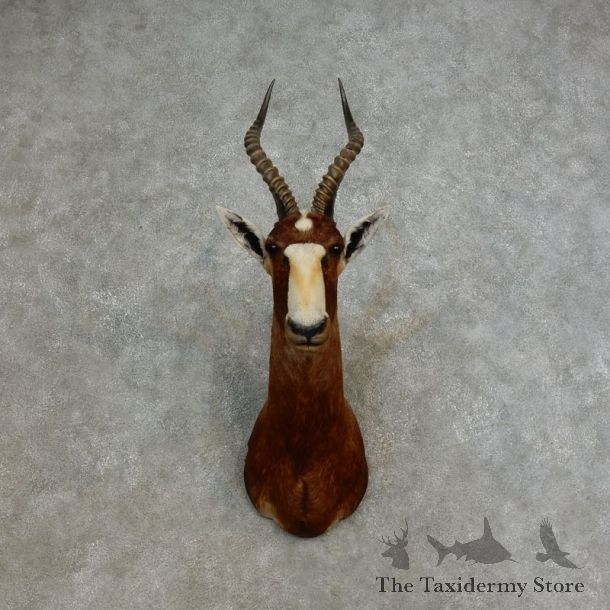 African Blesbok Shoulder Mount For Sale #17272 @ The Taxidermy Store