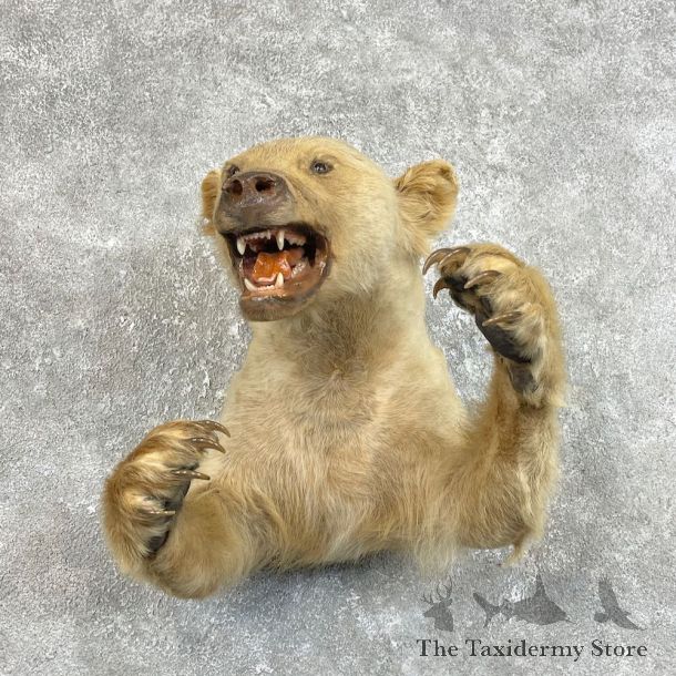 Blonde Black Bear 1/2-Life-Size Mount For Sale #25743 @ The Taxidermy Store