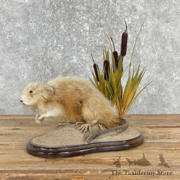 Blonde Muskrat Life Size Mount #25965 For Sale @ The Taxidermy Store