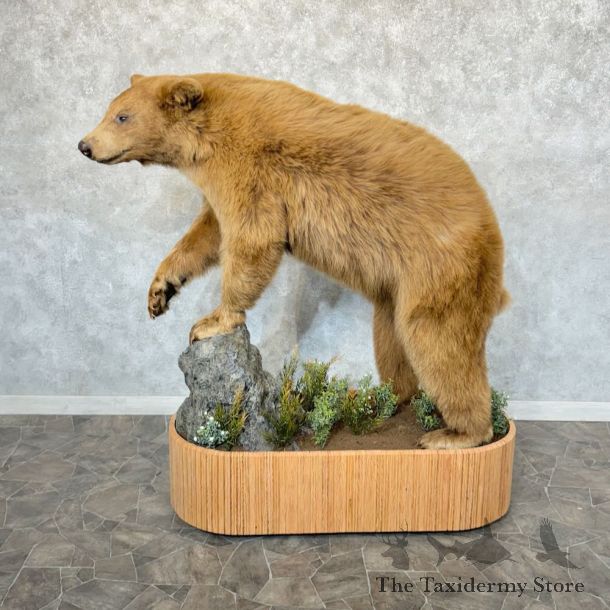 Cinnamon Phase Black Bear Life-Size Mount For Sale #23941 @ The Taxidermy Store