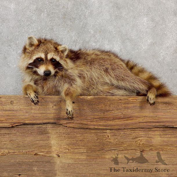 Blonde Raccoon Life-Size Mount For Sale #19281 @ The Taxidermy Store