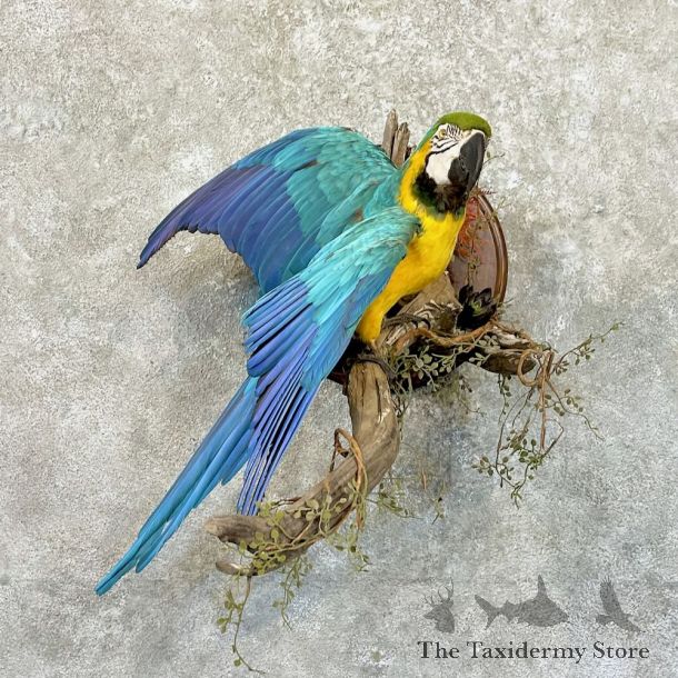 Blue-and-Yellow Macaw Bird Mount For Sale #27766 @ The Taxidermy Store