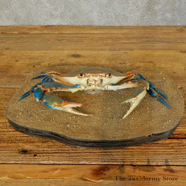 Blue Crab Life-Size Mount For Sale #16410 @ The Taxidermy Store