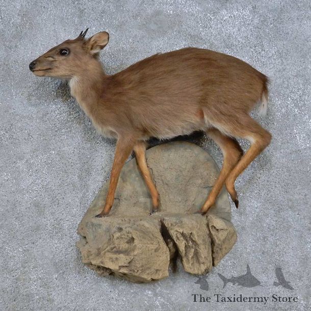 Blue Duiker Life-Size Mount For Sale #14683 @ The Taxidermy Store
