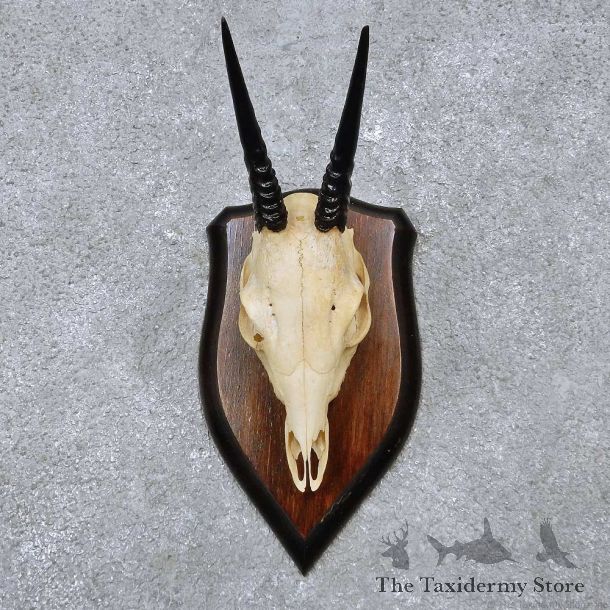 Bush Duiker Skull & Horn European Mount For Sale #14510 @ The Taxidermy Store