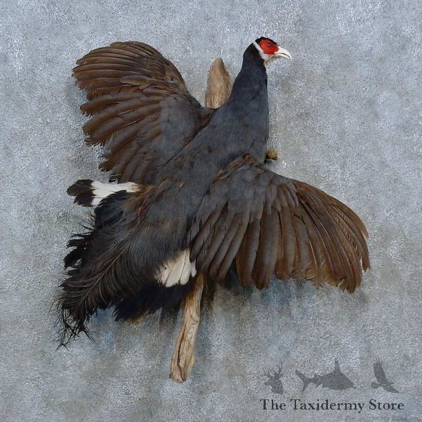 Blue-Eared Pheasant Bird Mount For Sale #15356 @ The Taxidermy Store