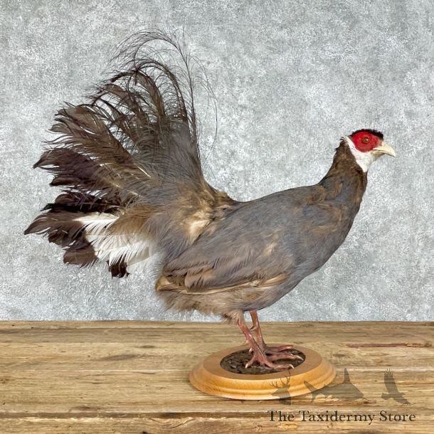 Blue-Eared Pheasant Bird Mount For Sale #25560 @ The Taxidermy Store
