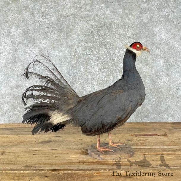 Blue-Eared Pheasant Bird Mount For Sale #25972 @ The Taxidermy Store