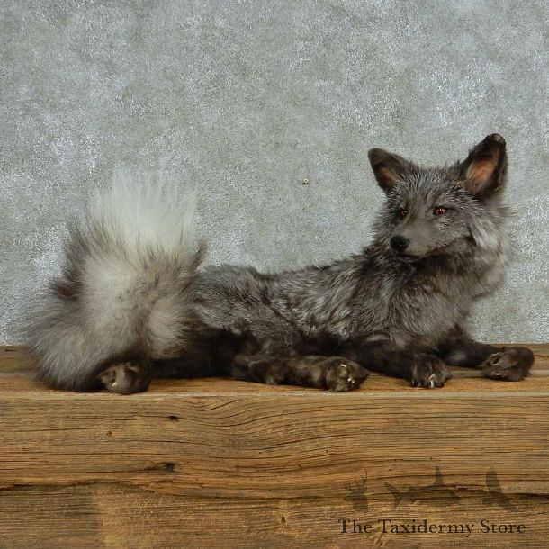 Laying Blue Fox Life Size Mount #13550 For Sale @ The Taxidermy Store