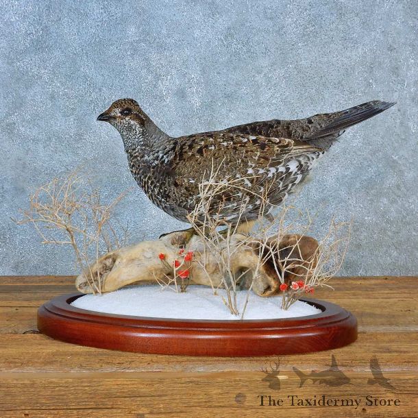 Blue Grouse Bird Mount For Sale #15565 @ The Taxidermy Store