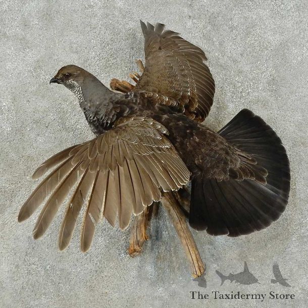Blue Grouse Bird Mount For Sale #16274 @ The Taxidermy Store