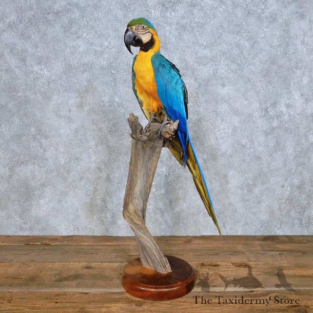 Blue & Gold Macaw Bird Mount For Sale #14690 @ The Taxidermy Store