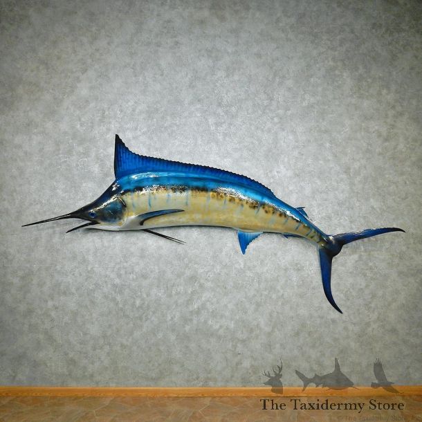 Blue Marlin Saltwater Taxidermy Fish Mount #12568 For Sale @ The Taxidermy Store