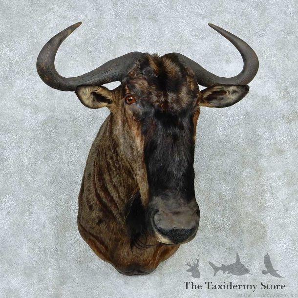African Blue Wildebeest Shoulder Mount #13788 For Sale @ The Taxidermy Store