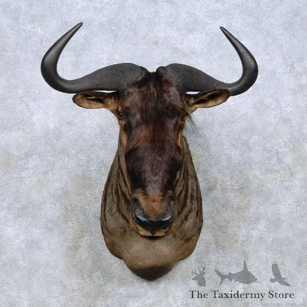 Blue Wildebeest Shoulder Mount For Sale #13972 @ The Taxidermy Store