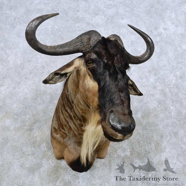 Blue Wildebeest Shoulder Mount For Sale #14588 @ The Taxidermy Store