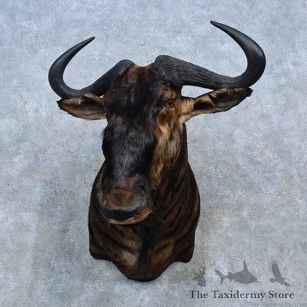Blue Wildebeest Shoulder Mount For Sale #15295 @ The Taxidermy Store