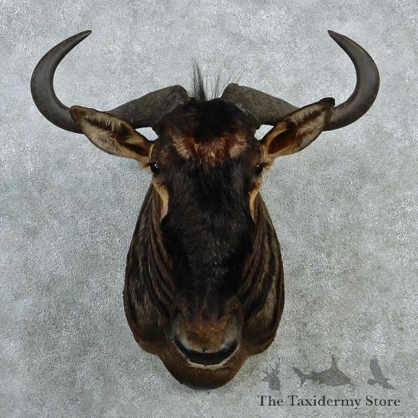 Blue Wildebeest Shoulder Taxidermy Mount #12987 For Sale @ The Taxidermy Store