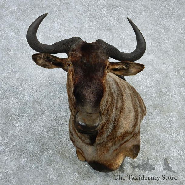 Blue Wildebeest Shoulder Taxidermy Mount #12988 For Sale @ The Taxidermy Store