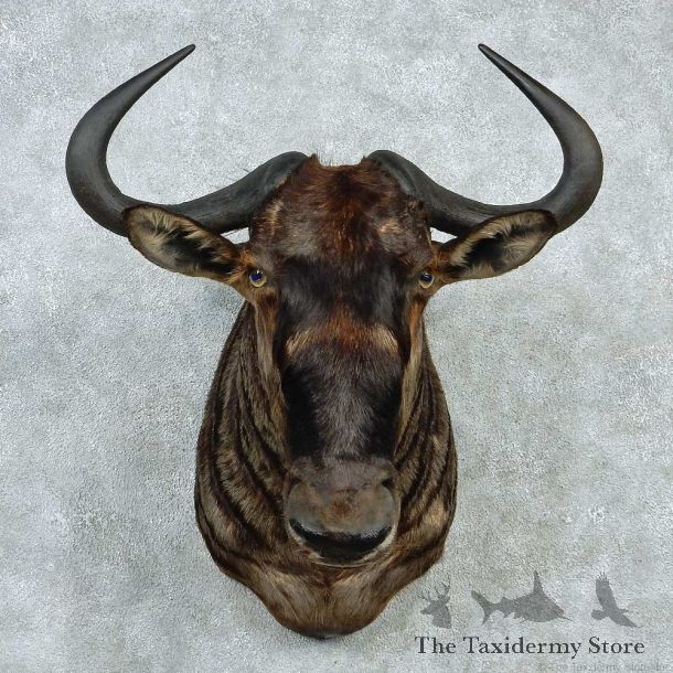 Blue Wildebeest Shoulder Taxidermy Mount #13241 For Sale @ The Taxidermy Store