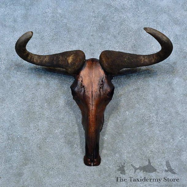 Blue Wildebeest Skull European Mount For Sale #15491 @ The Taxidermy Store