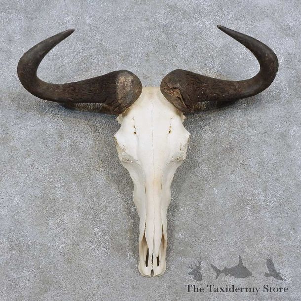 Blue Wildebeest Skull European Mount For Sale #15717 @ The Taxidermy Store
