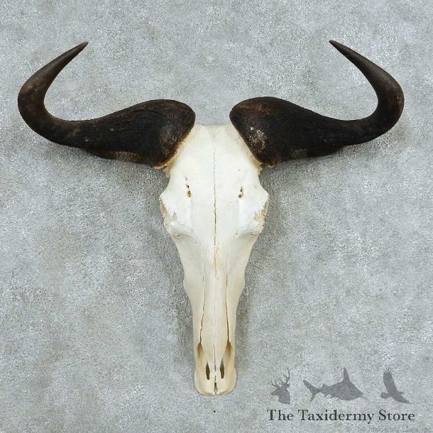 Blue Wildebeest Skull Horns European Mount #13653 For Sale @ The Taxidermy Store