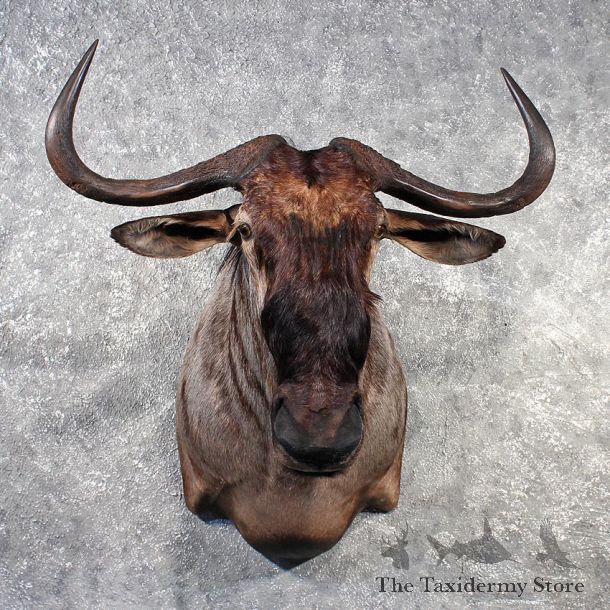 African Blue Wildebeest Mount #11450 - For Sale - The Taxidermy Store