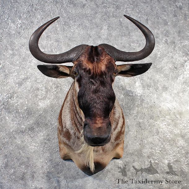 African Blue Wildebeest Mount #11451 - For Sale - The Taxidermy Store
