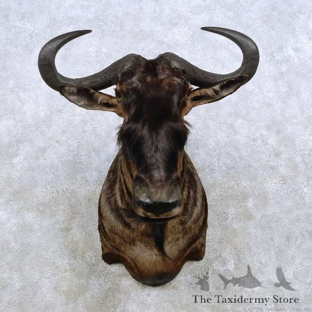 Blue Wildebeest Shoulder Mount For Sale #14265 @ The Taxidermy Store