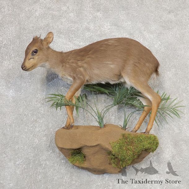 Blue Duiker Life-Size Mount For Sale #21159 @ The Taxidermy Store