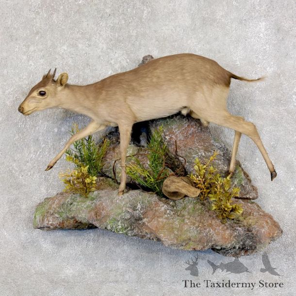 Blue Duiker Life-Size Mount For Sale #22582 @ The Taxidermy Store