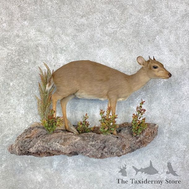 Blue Duiker Life-Size Mount For Sale #22855 @ The Taxidermy Store