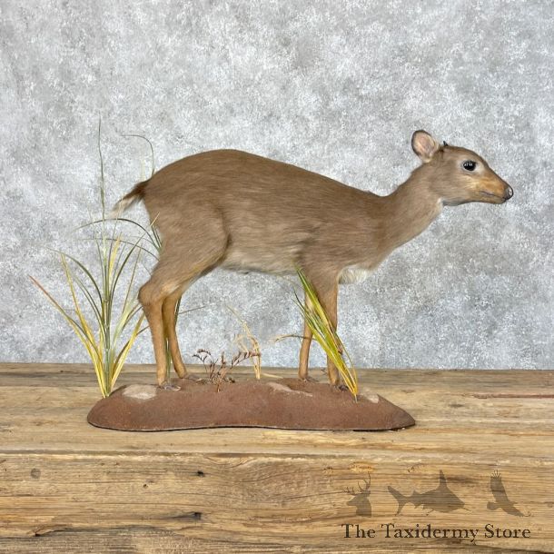 Blue Duiker Life-Size Mount For Sale #28663 @ The Taxidermy Store