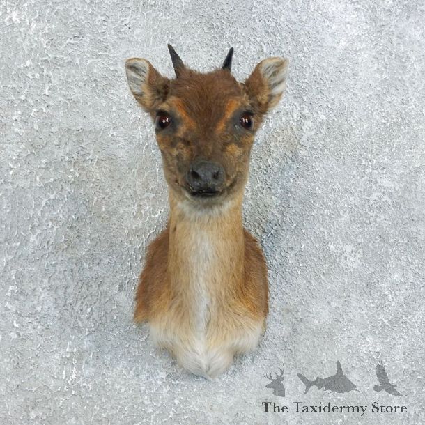 Blue Duiker Shoulder Mount For Sale #18452 @ The Taxidermy Store