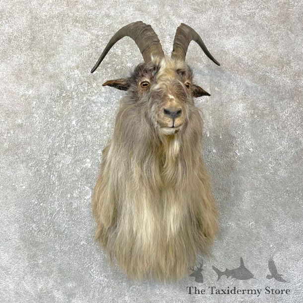 Blue Goat Shoulder Mount For Sale #25141 @ The Taxidermy Store